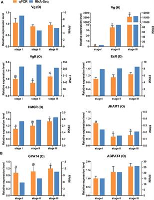 Comparative Transcriptome Analysis Reveals the Process of Ovarian Development and Nutrition Metabolism in Chinese Mitten Crab, Eriocheir Sinensis